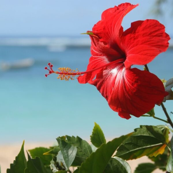 mauritius - 6