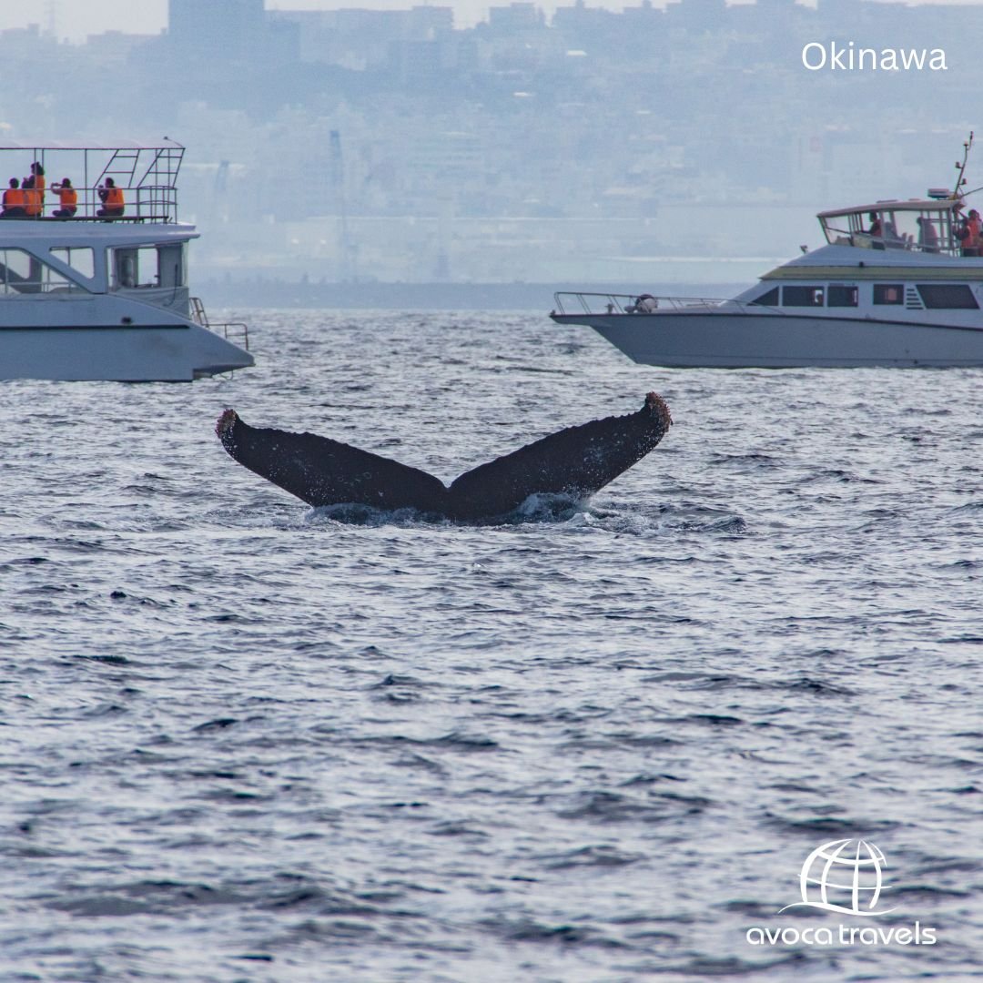 Japan Whale Season Special – Visit Tokyo, Okinawa, Osaka & Kyoto