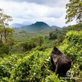 7 Days The Land of Mountain Gorillas – Uganda!
