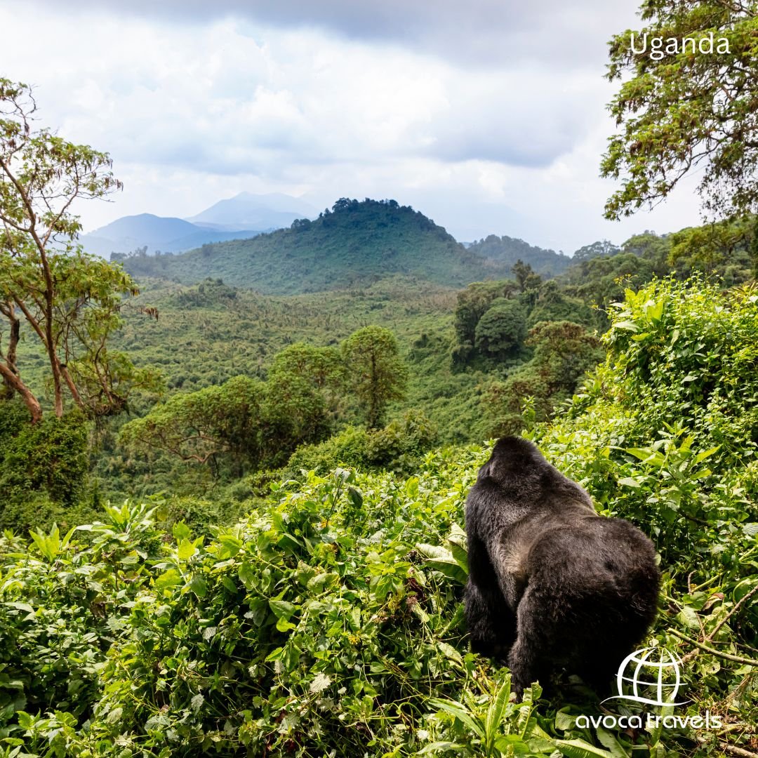 7 Days The Land of Mountain Gorillas – Uganda!