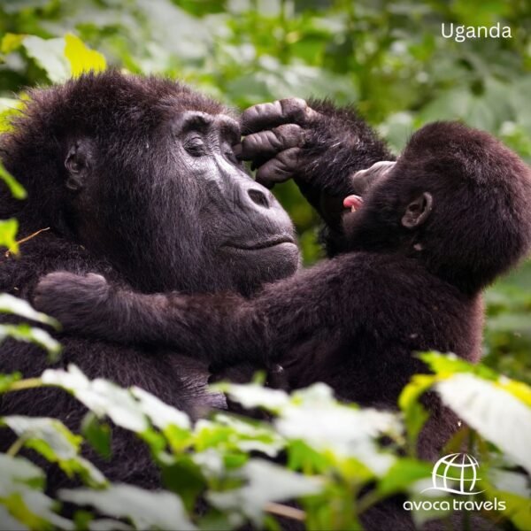 Uganda (5)