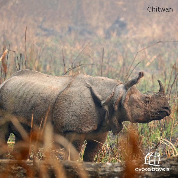 Chitwan