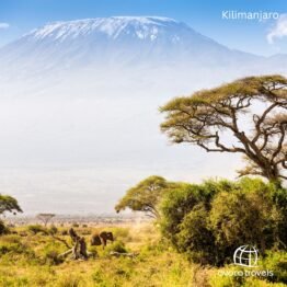 Kilimanjaro
