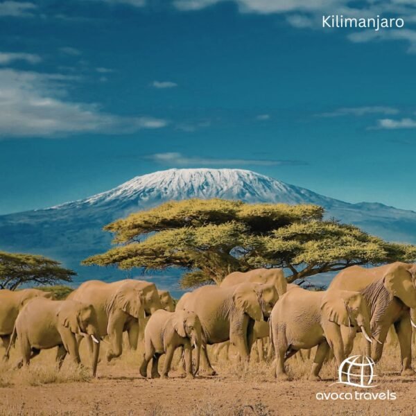 Kilimanjaro