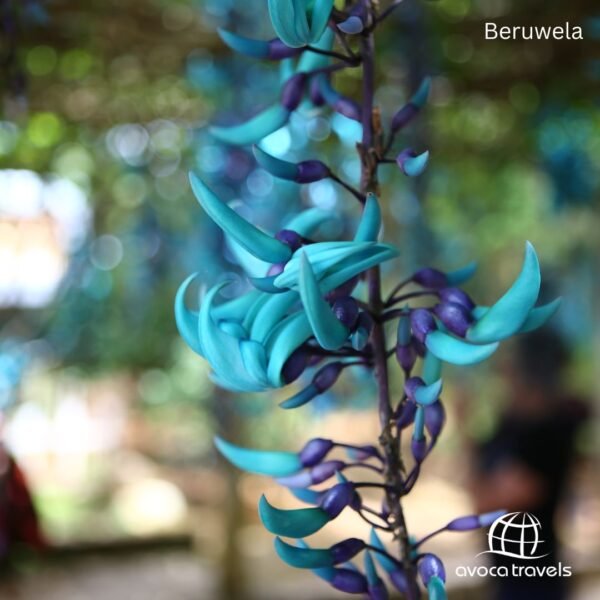 Beruwela (5)