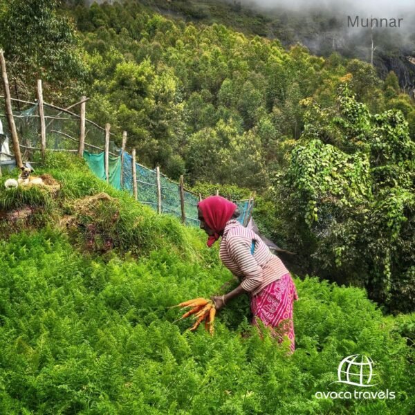 Munnar (2)