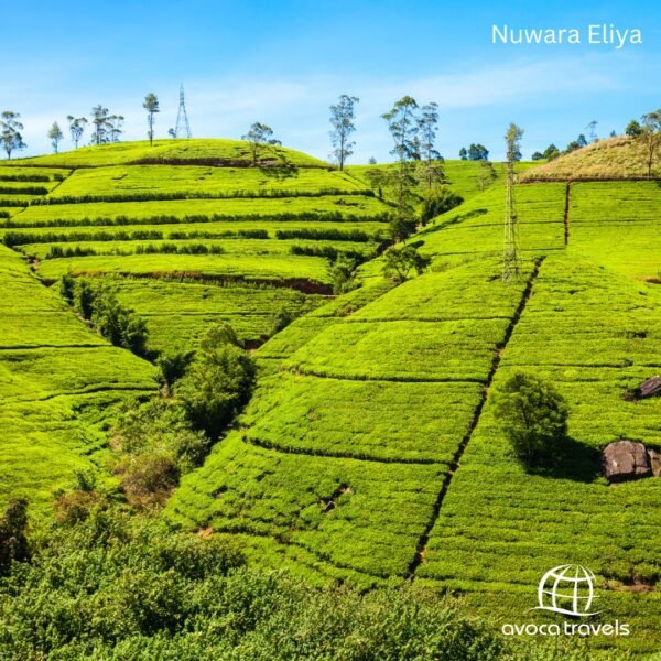 Nuwara Eliya (3)